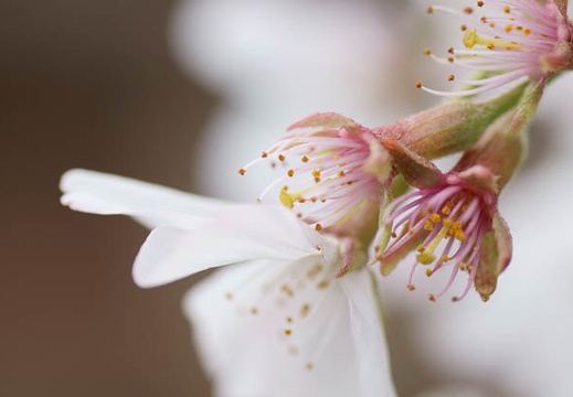 201104101252-DSC06145.jpg