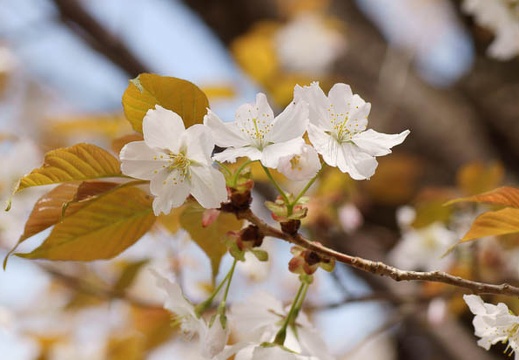 201104101302-DSC06173.jpg