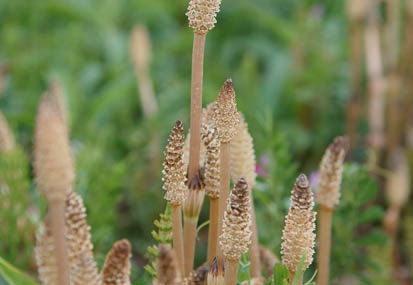201104101549-DSC06517.jpg