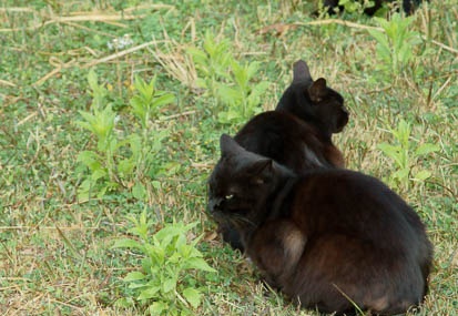 201104110719-DSC06678.jpg