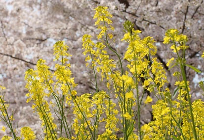 201104111117-DSC06949.jpg