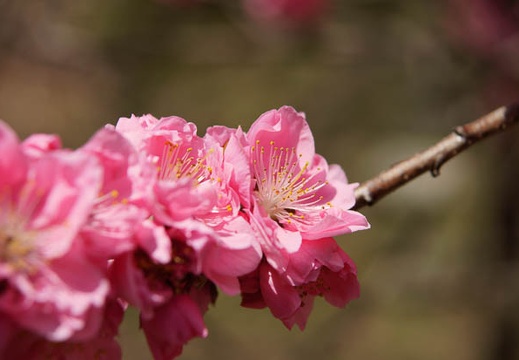 201104121033-DSC07502.jpg