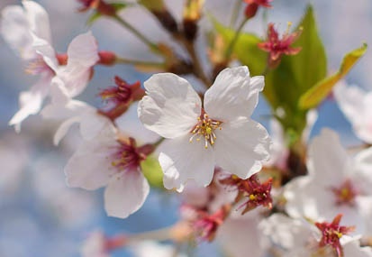 201104130942-DSC07839.jpg