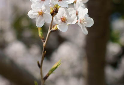 201104130958-DSC07873.jpg