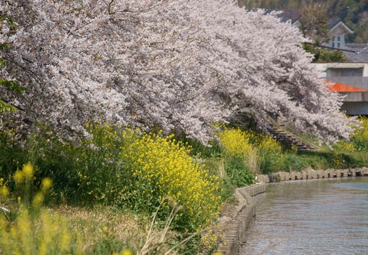 201104131214-DSC07947.jpg