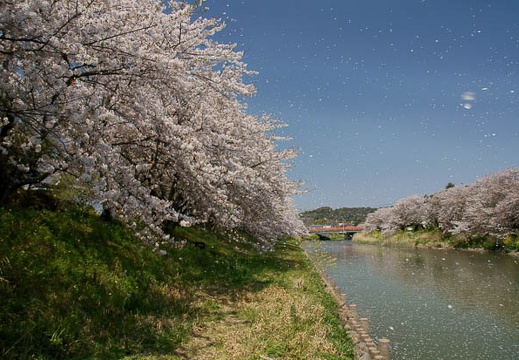 04.13 勝間田川沿いの桜
