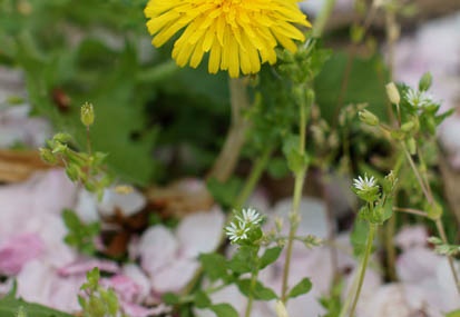 201104131300-DSC08045.jpg