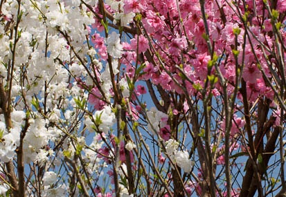 201104131301-DSC08047.jpg