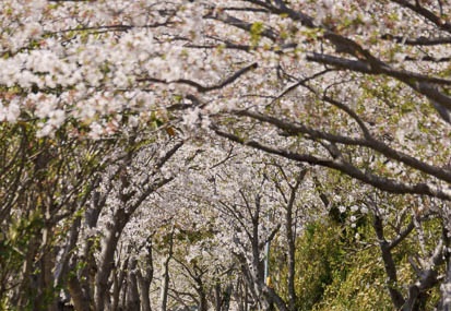 201104131346-DSC08108.jpg