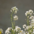 201104131409-DSC08162.jpg