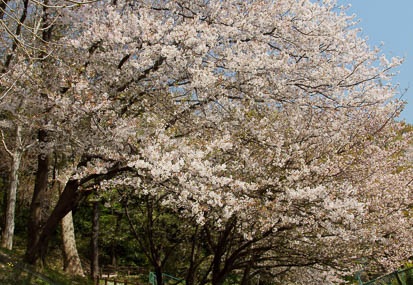 201104141230-DSC08266.jpg