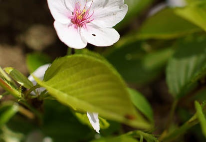 201104141239-DSC08274.jpg