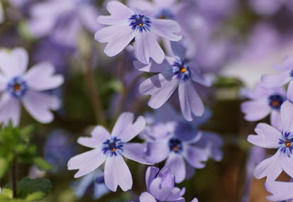 201104141249-DSC08303.jpg
