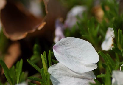 201104141253-DSC08317.jpg
