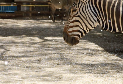 201104141304-DSC08348.jpg