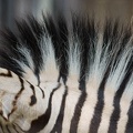 201104141307-DSC08357.jpg