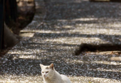 201104141316-DSC08363.jpg