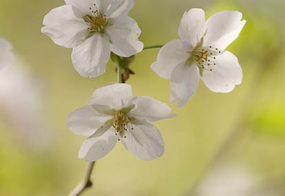 201104141325-DSC08377.jpg