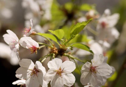 201104141326-DSC08380.jpg