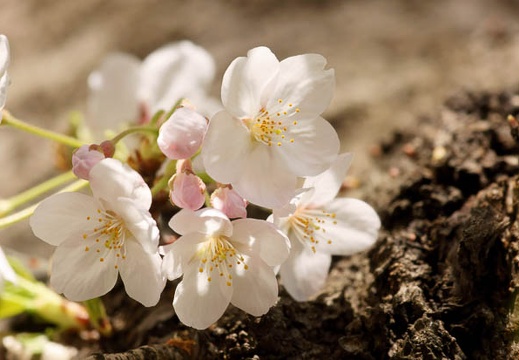 201104141327-DSC08386.jpg
