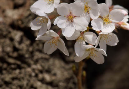 201104141333-DSC08392.jpg