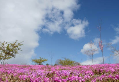 04.20 赤城南面千本桜