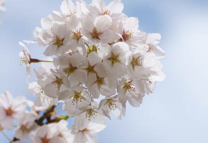 201104201025-DSC08556.jpg