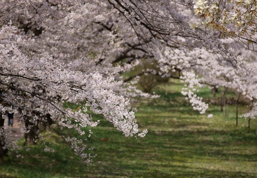 201104201126-DSC08655.jpg