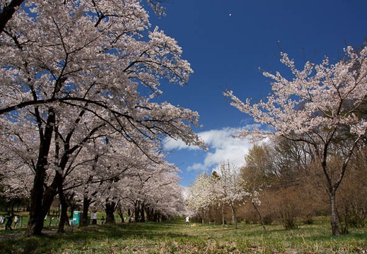 201104201135-DSC08661.jpg