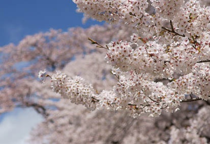 201104201146-DSC08684.jpg