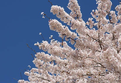 201104201146-DSC08685.jpg