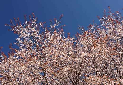 201104201512-DSC08922.jpg