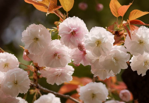 201104211352-DSC09018.jpg