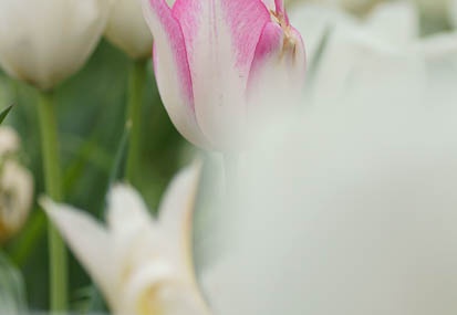 201104211532-DSC09271.jpg