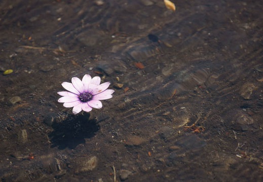 201104241301-DSC09681.jpg