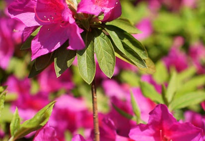 201104241337-DSC09745.jpg