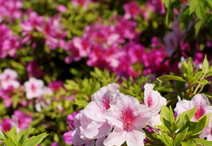 201104241339-DSC09756.jpg