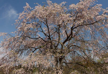 201104251037-DSC00142.jpg
