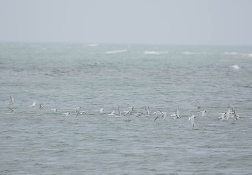 201104271052-DSC01365.jpg