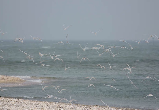 201104271059-DSC01469.jpg