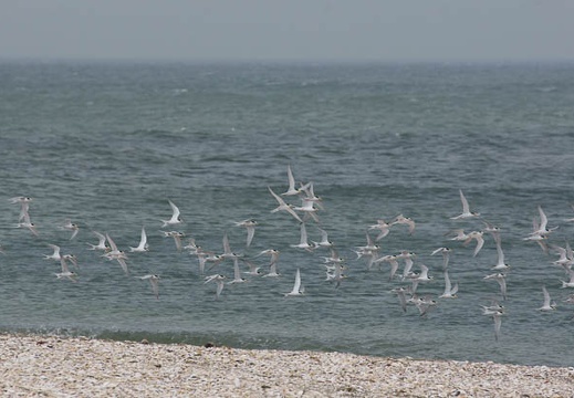 201104271105-DSC01551.jpg