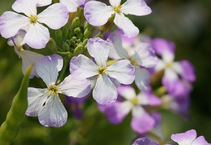 201104271125-DSC01614.jpg