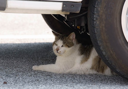 201104271132-DSC01624.jpg