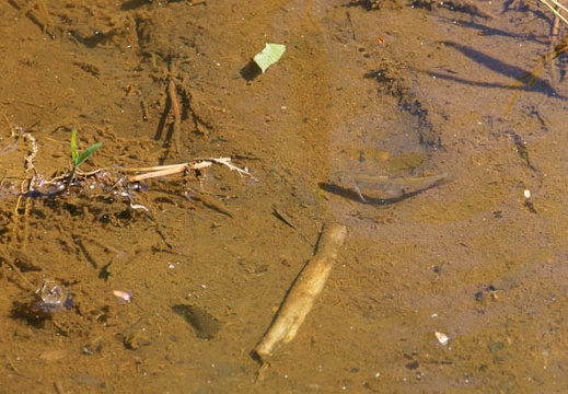 201104281335-DSC01972.jpg
