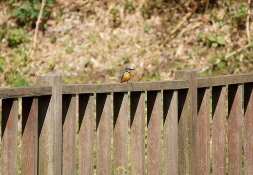 201104281349-DSC01977.jpg