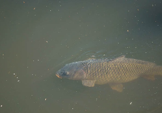 201104281534-DSC01989.jpg
