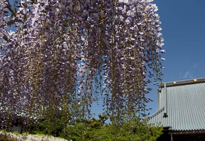 201104290955-DSC02264.jpg