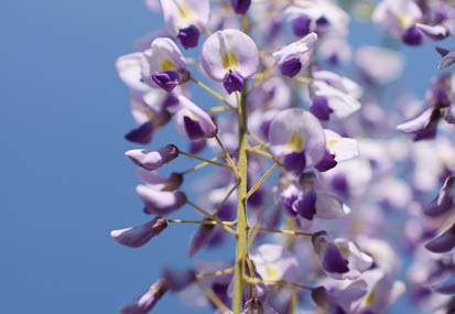 201104291008-DSC02302.jpg