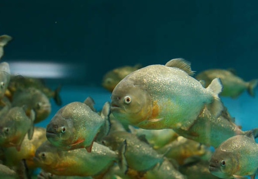 201104291226-DSC02588.jpg