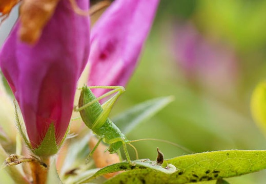201105030819-DSC02970.jpg